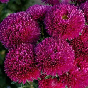 Хризантема кармінова