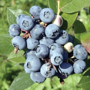 Лохина "Блю джей"