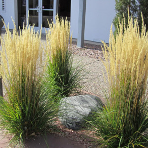 Війник (куничник) Аваланч