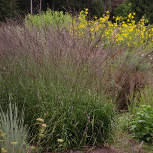 Молінія Black Arrou