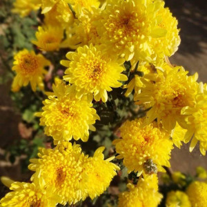 Хризантема мультифлора (жовта)