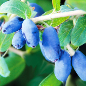 Жимолость "Хоней бі"