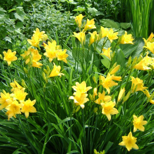 Лілійник лимонно-жовтий