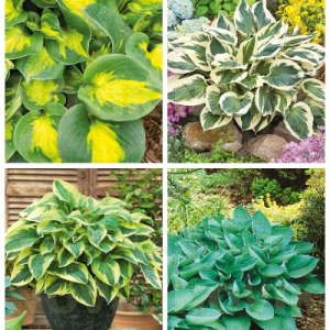 Хоста в асортименті