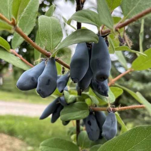 Жимолость "Бореал Блізард"