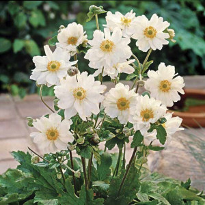 Анемона "Вірлвінд"