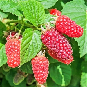 a25da64c-3df5-4450-bf9f-35dba05191a5