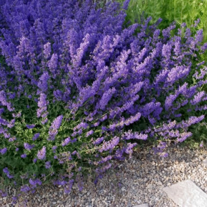 Котяча м'ята (Котовник) Фассена