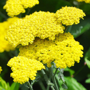 Деревій (жовтий)