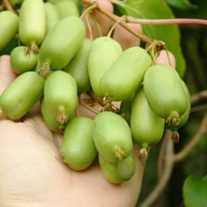 Актинідія "Джамбо"