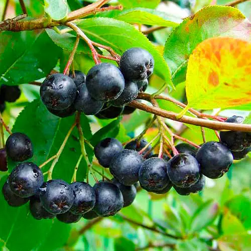 aronija-gorobina-chornoplidna-nero
