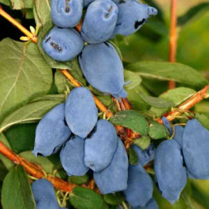 Жимолость "Бореал Біст"