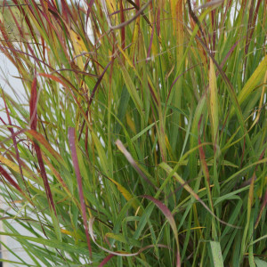 Просо "Шенандоа"