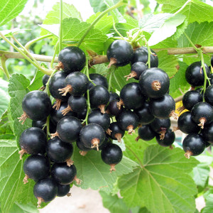 Смородина чорна "Гоферт"