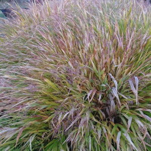 Хаконехлоя велика