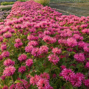 Монарда двійчаста "Пінк Лейс"