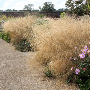 Луговик / Щучник "Голдтау"