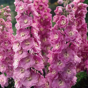 Дельфініум високий "Екскалібур Лілак Роуз Вайт  Бі"