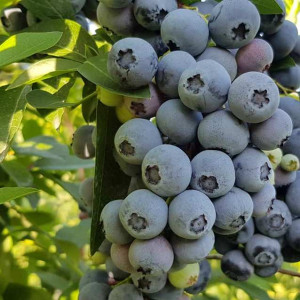 Лохина "Деніс Блу"