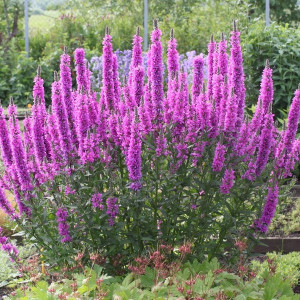 Плакун верболистий "Розі Джем"