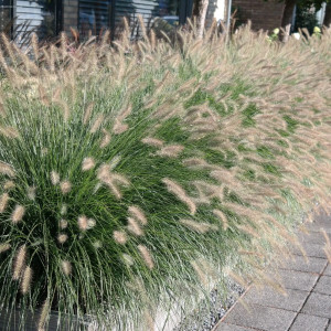 Пеннісетум лисохвостий "Хамельн"