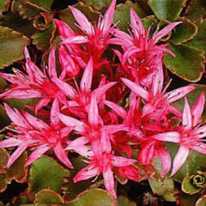 Очиток "Саммер Глорі"