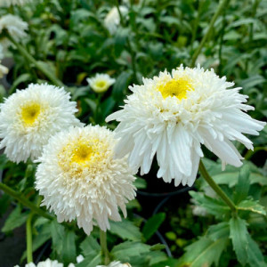 Ромашка велика "Фіона Гогхіл"