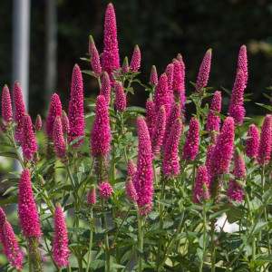 Вероніка довголиста Фьорст Кіс ‘First Kiss’