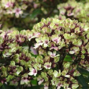 Флокс волотистий "Містік Грін"