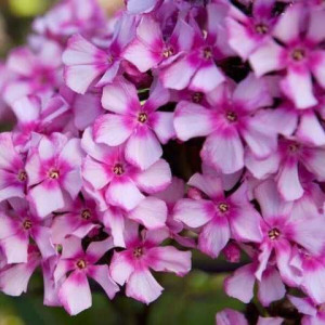 Флокс волотистий  "Міс Еллі"