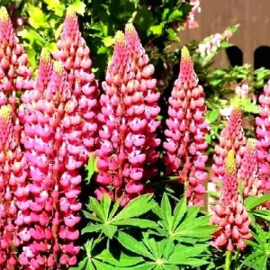 Люпин "Роуз   Шадес"