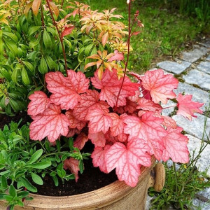 Гейхера "Джорджія Піч"