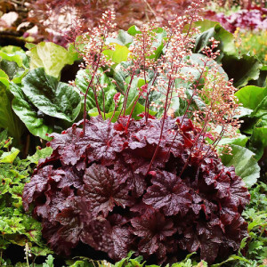 Гейхера Палас Пурпл Селект ‘Palace Purple’