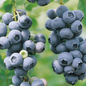 Лохина "Герберт"