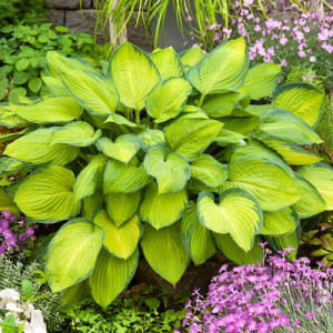 Хоста "Голд стандарт"