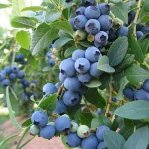 Лохина "Дюк"