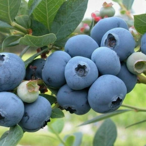 Лохина "Ліберті"