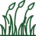 Трави та злаки