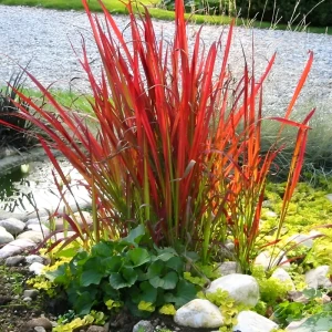 Імперата Ред барон