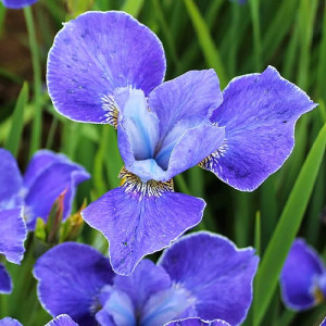 Ірис сибірський "Сілвер Ейдж" Sibirica Silver Edge