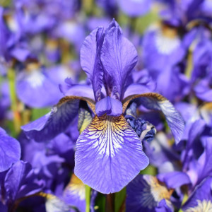 Ірис сибірський "Тайкун"