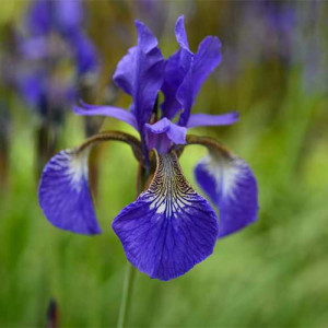 Ірис сибірський високий синій