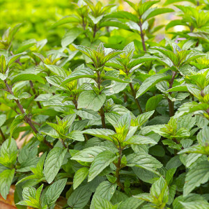 М’ята карамельна