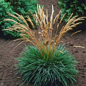 Калерія валійська