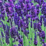 lavanda_vuzkolista_likarska_12