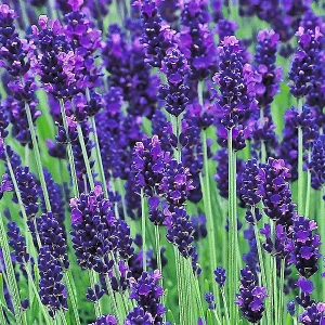 lavanda_vuzkolista_likarska_12