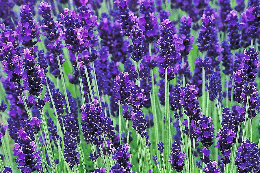 lavanda_vuzkolista_likarska_12