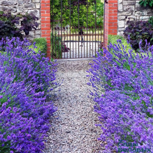 Лаванда "Манстед"