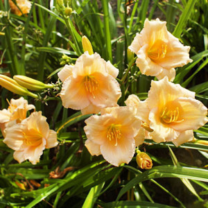 Лілійник гібридний "Міні Перл"