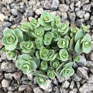 Очиток гібридний  "Лайм Зінгер
